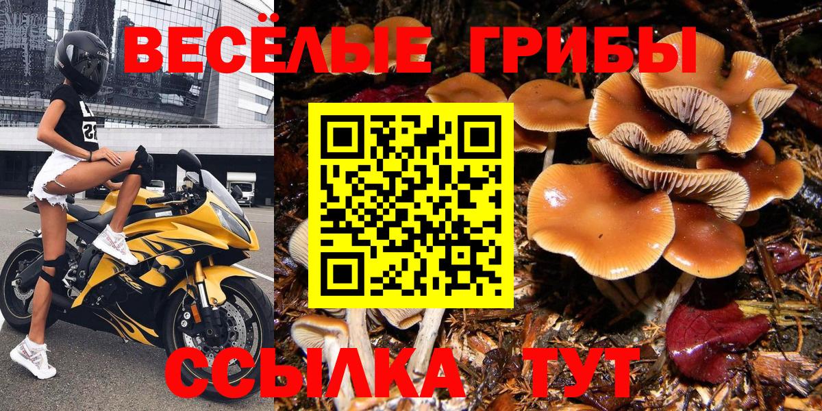 Галлюциногенные грибы Psilocybe  Воткинск 